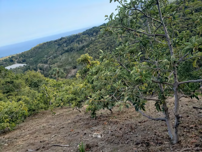 Vendo Finca de AGUACATE en Paraíso, BARAHONA, 255,600 Mts.2, VISTA AL MAR (en Producción) - Imagen 6