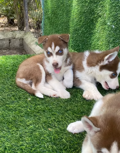 Husky Siberiano Ambos Sexos 