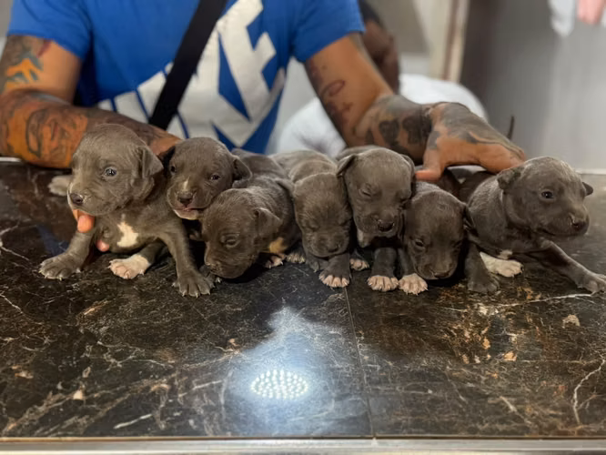 Pitbull Blue Ambos Sexos 