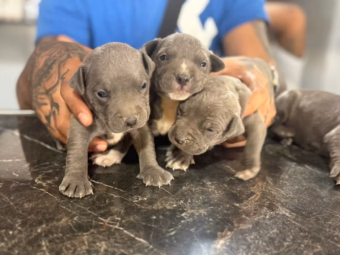 Pitbull Blue Ambos Sexos 
