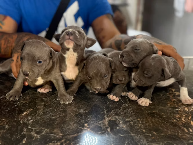 Pitbull Blue Ambos Sexos 