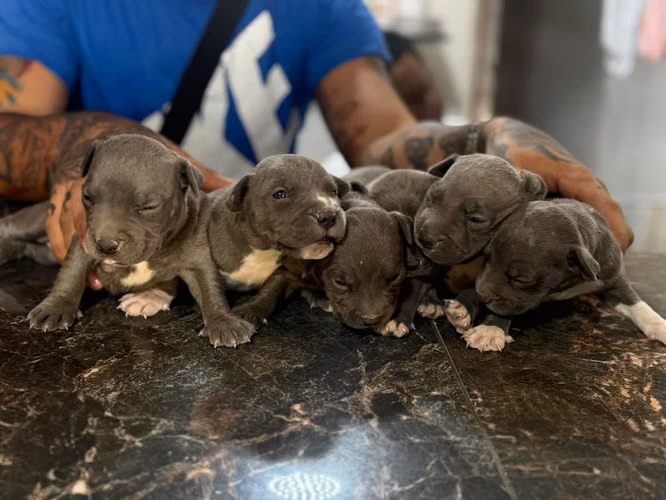 Pitbull Blue Ambos Sexos 