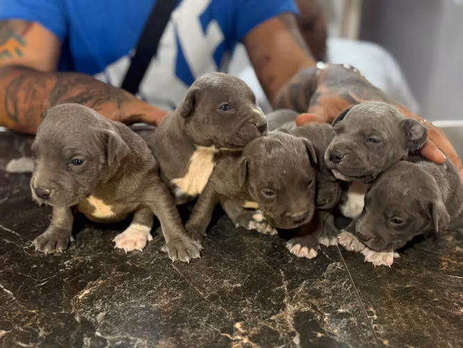 Pitbull Blue Ambos Sexos 