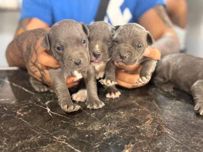 Pitbull Blue Ambos Sexos 