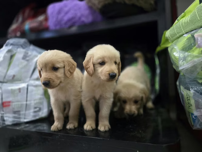 Golden Retriever Ambos Sexos 