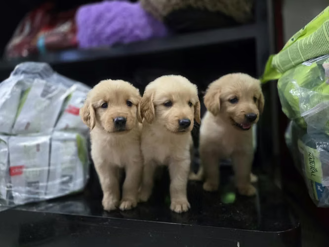 Golden Retriever Ambos Sexos 