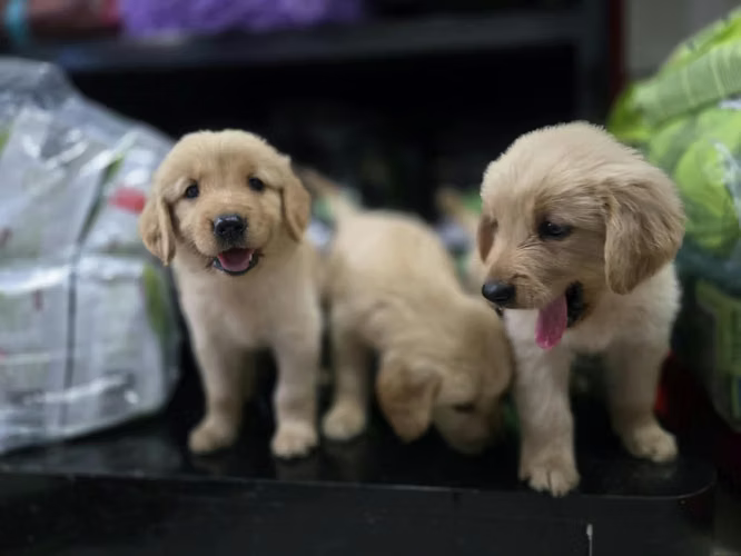 Golden Retriever Ambos Sexos 