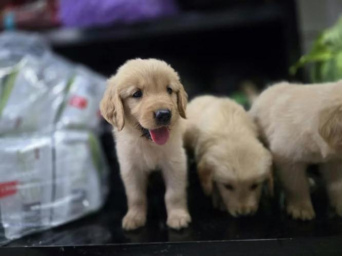 Golden Retriever Ambos Sexos 