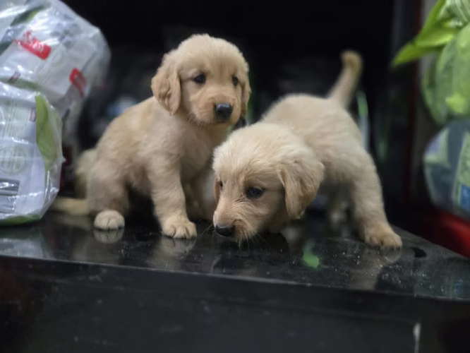 Golden Retriever Ambos Sexos 