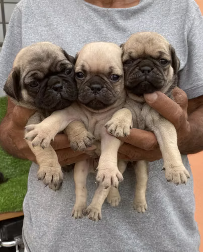 PUG Ambos Sexos 