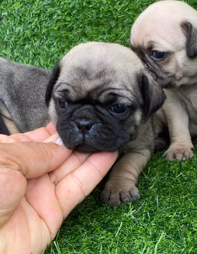 PUG Ambos Sexos  - Imagen 3