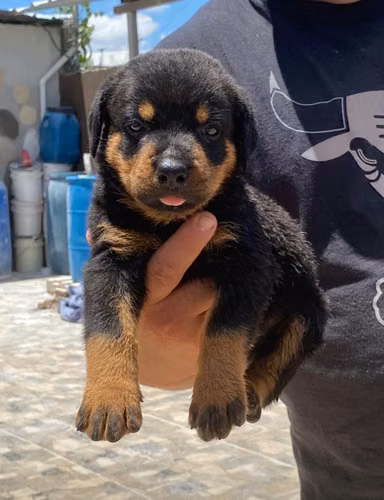 Rottweiler Ambos Sexos 