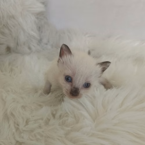Gato Siamés Ambos Sexos  - Imagen 2