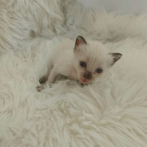 Siamese cat Both Sexos