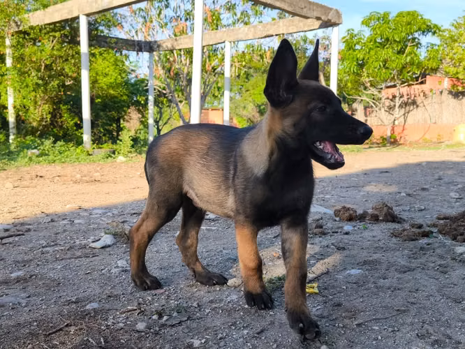 Pastor Belga Malinois Ambos Sexos  - Imagen 2