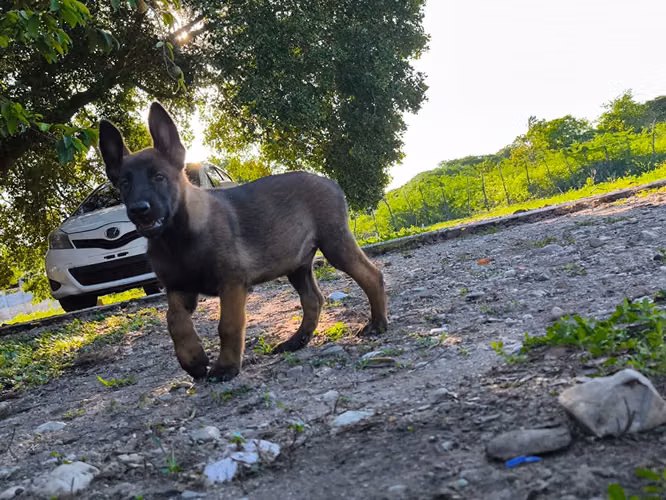 Pastor Belga Malinois Ambos Sexos 