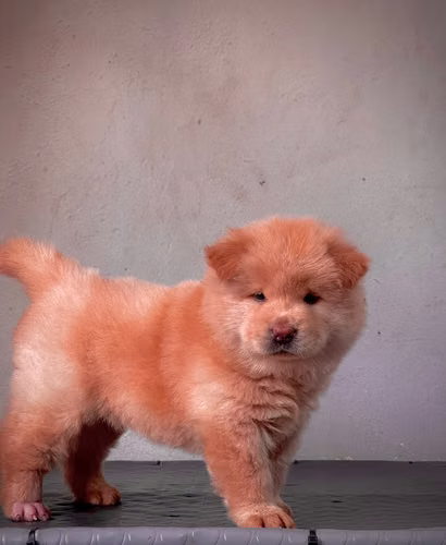Chow chow Ambos Sexos  - Imagen 4