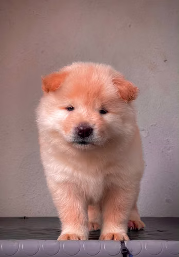 Chow chow Ambos Sexos  - Imagen 3