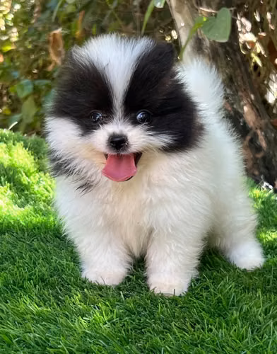 Pomerania Ambos Sexos  - Imagen 3