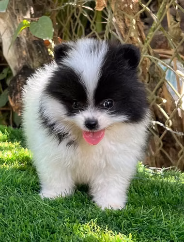  Pomerania Ambos Sexos  - Imagen 4