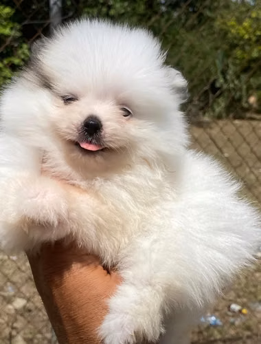  Pomerania Ambos Sexos  - Imagen 2