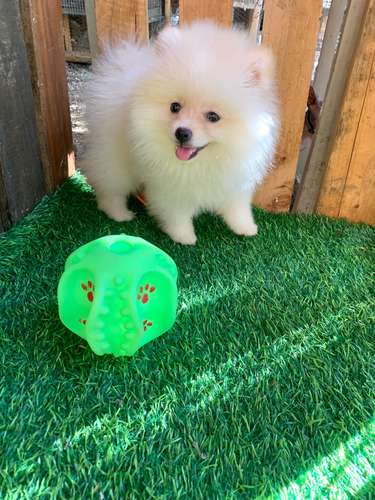 Pomerania Calidad Cara de Oso Macho  - Imagen 3