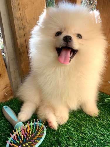 Pomerania Calidad Cara de Oso Macho  - Imagen 4