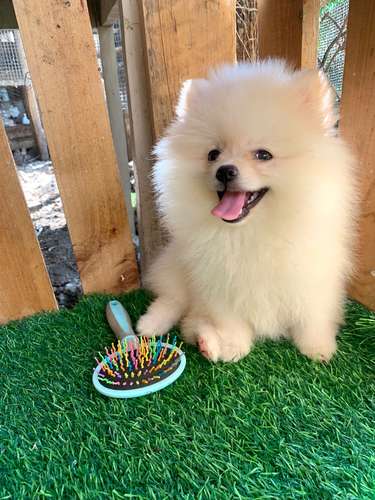 Pomerania Calidad Cara de Oso Macho  - Imagen 2