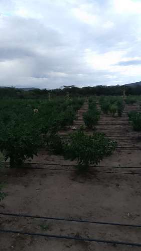 525 TERRENO EN CABRAL, BÁRAHONA