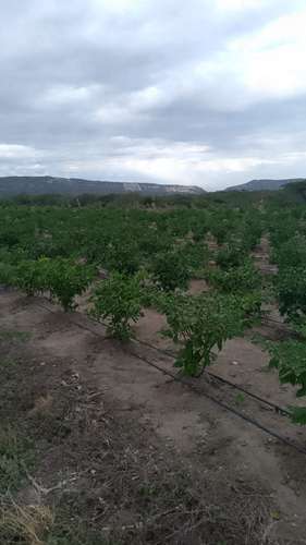 525 TERRENO EN CABRAL, BÁRAHONA
