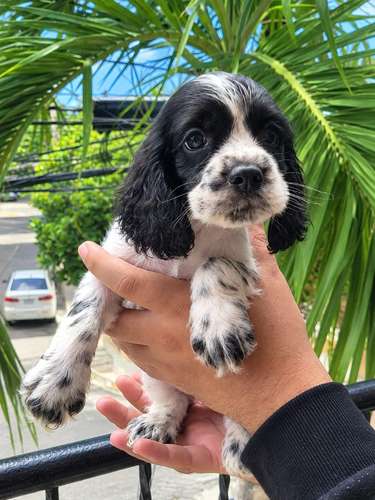 Cachorros Cocker spaniels 