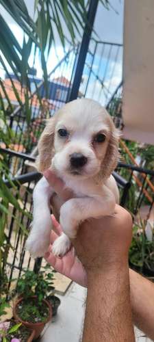 Cachorros Cocker spaniels  - Imagen 3