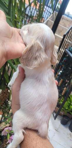 Cachorros Cocker spaniels  - Imagen 2