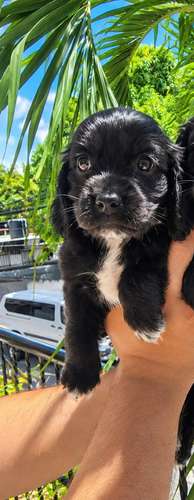 Cachorros Cocker spaniels  - Imagen 4