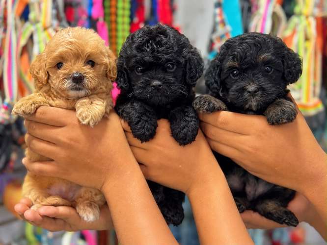 Goldendoodle Ambos Sexos 