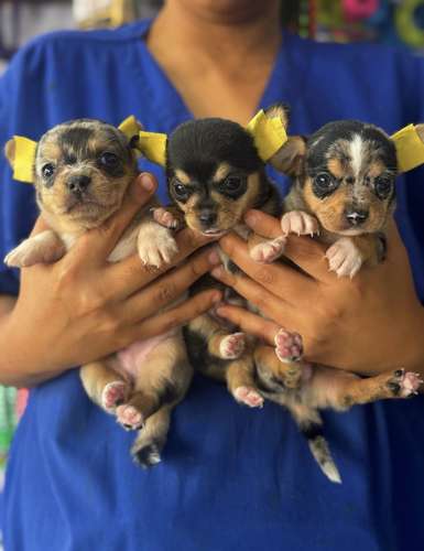 Chihuahua Tailandés Exóticos Ambos Sexos 