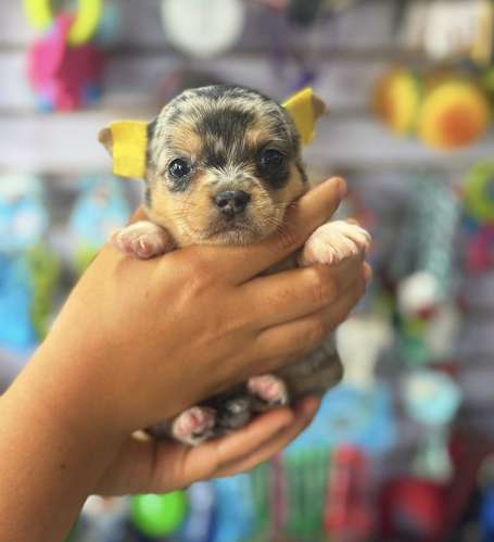 Chihuahua Tailandés Exóticos Ambos Sexos 
