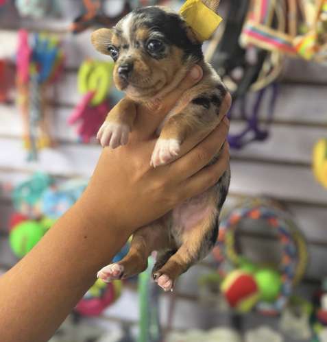 Chihuahua Tailandés Exóticos Ambos Sexos 