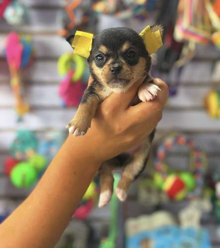 Chihuahua Tailandés Exóticos Ambos Sexos 
