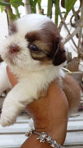 Shitzu Choco Paid Hembra  - Imagen 4