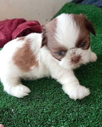 Shitzu Choco Paid Hembra  - Imagen 3
