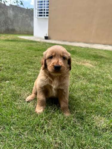Golden Retriever Ambos Sexos  - Imagen 3