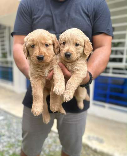 Golden Retriever Ambos Sexos  - Imagen 2
