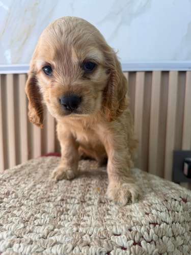 Cooker Spaniel Ambos Sexos 
