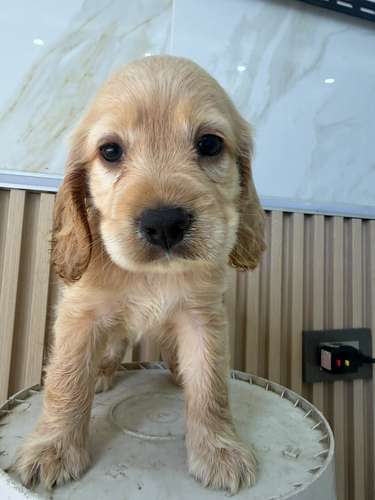 Cooker Spaniel Ambos Sexos  - Imagen 2