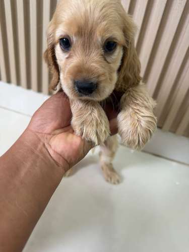 Cooker Spaniel Ambos Sexos  - Imagen 3