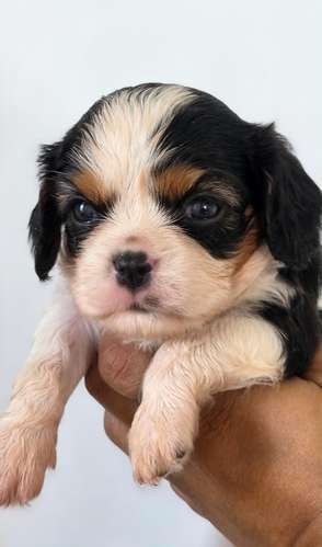 King Cavalier Machos 