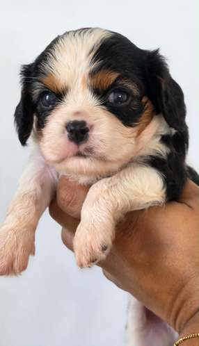 King Cavalier Machos 