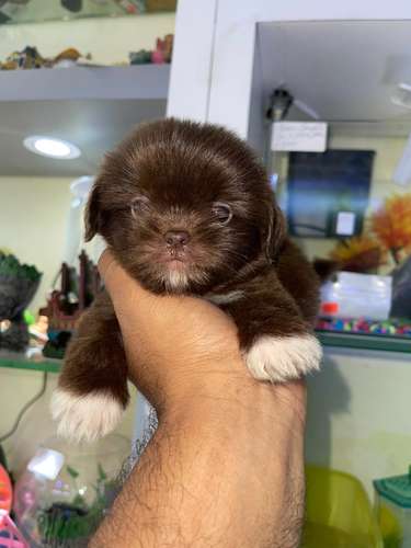 Shipoo Chocolate Machos