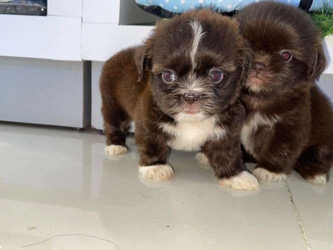 Shipoo Chocolate Machos